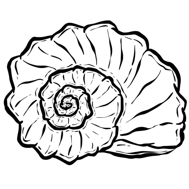 Conch Sea Snail Shell Outline Cartoon Style Logo Design in Vector - Вектор, зображення