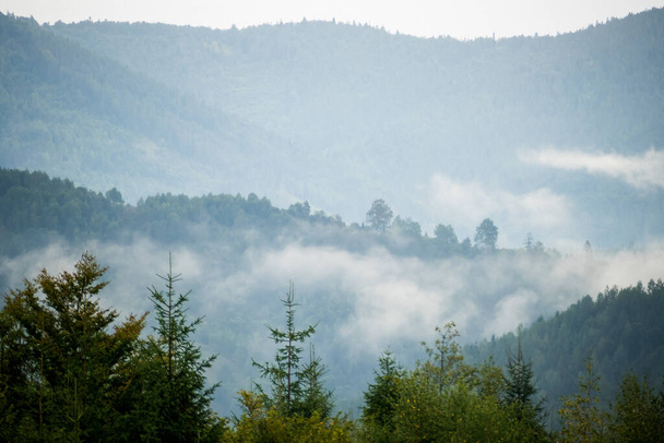 βουνά στην ομίχλη, κωνοφόρα δάση - Φωτογραφία, εικόνα