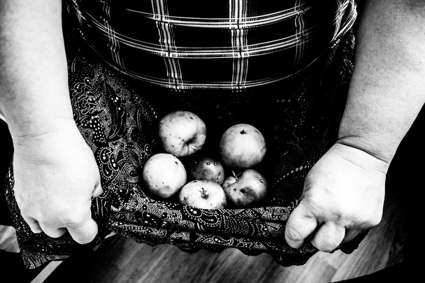 Ruce držící shnilých jablek v klíně - Fotografie, Obrázek
