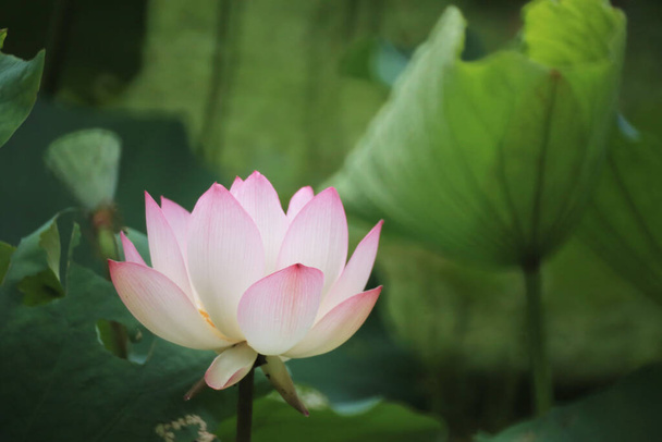 a Beautiful photo of lotus blooming in the pond - Valokuva, kuva