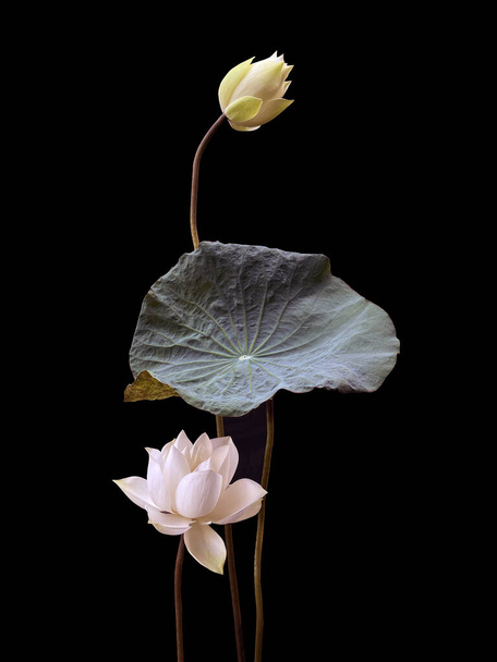 maravillosamente hermosa con flor de loto blanco - Foto, imagen