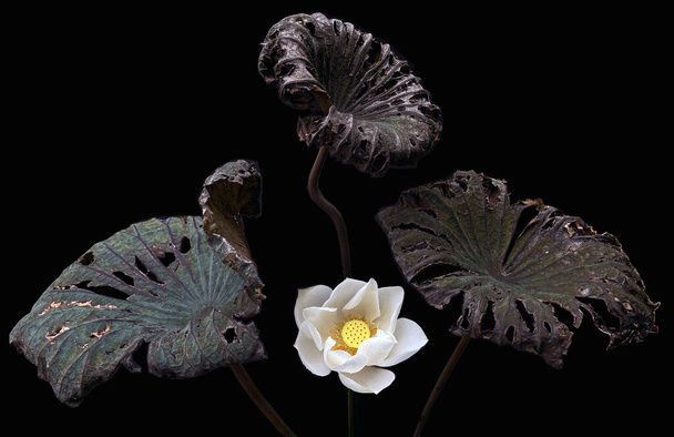 meravigliosamente bello con loto bianco in fiore - Foto, immagini