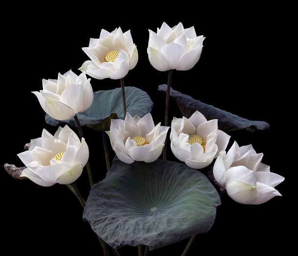 чудесно красивый с цветущим белым лотосом - Фото, изображение