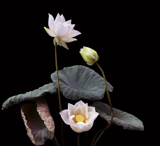 白い蓮の花で素晴らしい美しさ - 写真・画像