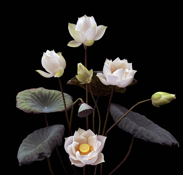白い蓮の花の季節. - 写真・画像