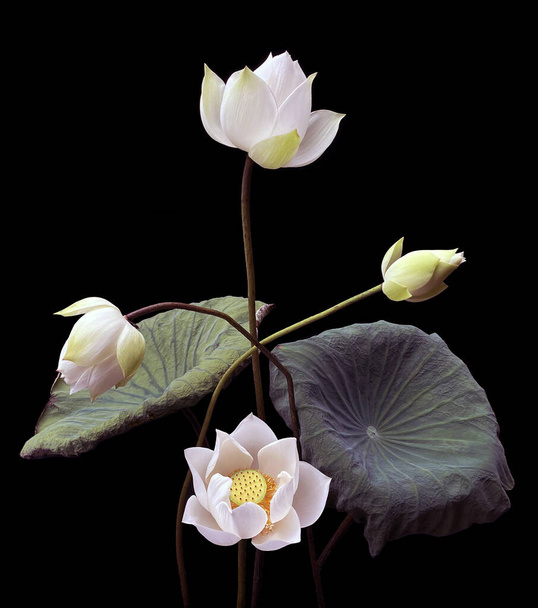 Сезон цветения белого лотоса. - Фото, изображение