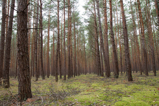 A Pine forest in autumn - Фото, зображення