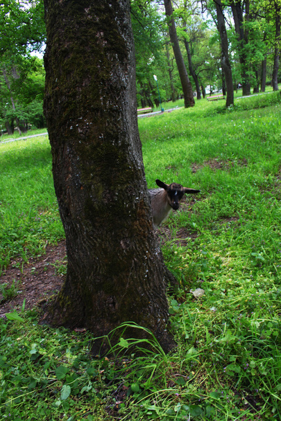 Μικρή κατσίκα παίζει κρυφτό κρύβονται κάτω από ένα δέντρο - Φωτογραφία, εικόνα