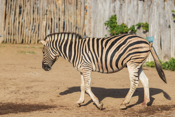 Black and white striped animal Zebra - Equus. - Photo, Image
