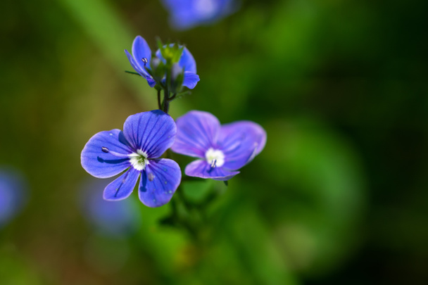 blaue Chamaedrys Veronica Blüten über grünem Laubhintergrund - Foto, Bild