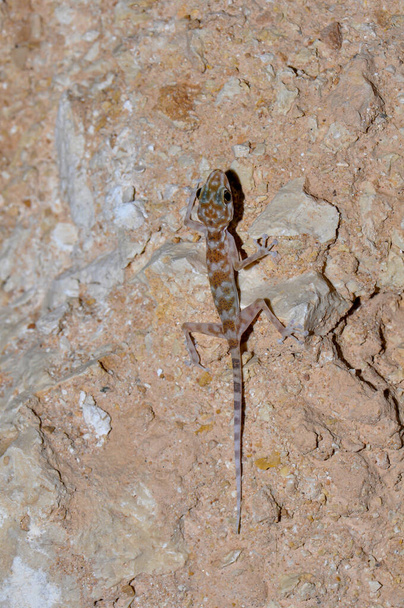 Lizard on the territory of the hotel, Sharm El Sheikh, Egypt - Photo, Image