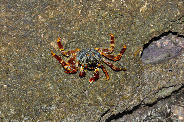 Crabe sur un rocher près de la mer Rouge, Sharm El Sheikh, Egypte - Photo, image