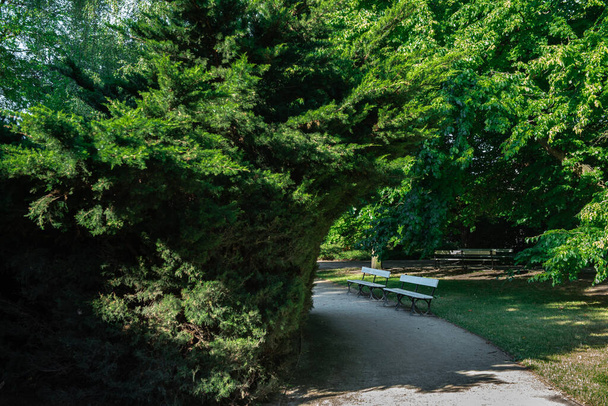 Скамейки на парковой дорожке в тени огромного дерева туя. - Фото, изображение