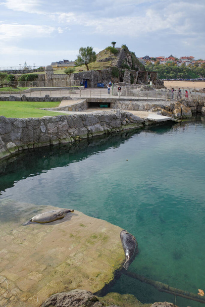 Santander, Espanja - 31. lokakuuta 2022: Merileijonat Parque Marino de la Magdalenan eläintarhassa, Santanderissa, Cantabriassa - Valokuva, kuva