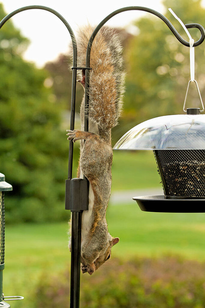 Orava tekee parhaansa vallatakseen linnunruokintalaitteen saadakseen ruokaa. - Valokuva, kuva