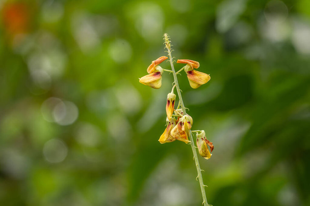 A yellow flower of Crotalaria trichotoma Bojer pops up among the grass, has a blurry green grass background - Photo, Image