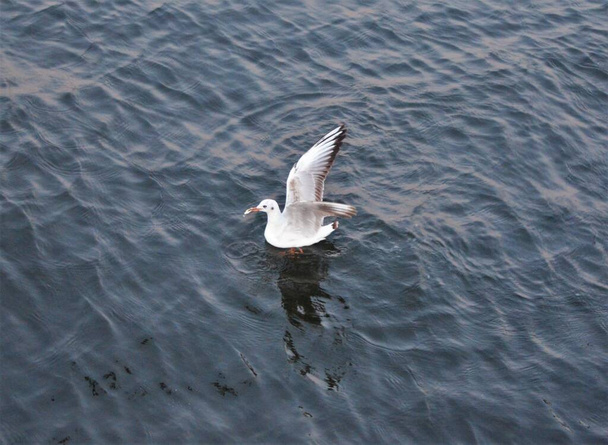 Чайка наслаждается теплой водой в голубой час (Чайка, морская птица, Лари). - Фото, изображение