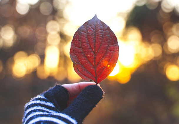 Red leaf in a hand with sun shining. - Foto, afbeelding