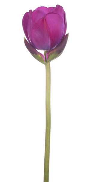 tulip - Φωτογραφία, εικόνα