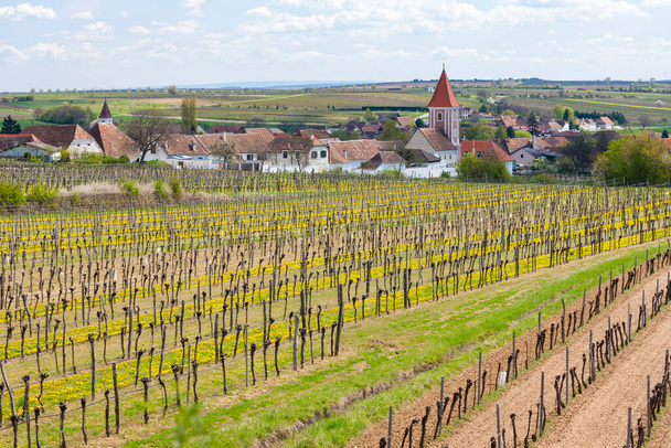 весенние виноградники возле Миттеррецбаха в Нижней Австрии, Австрия - Фото, изображение