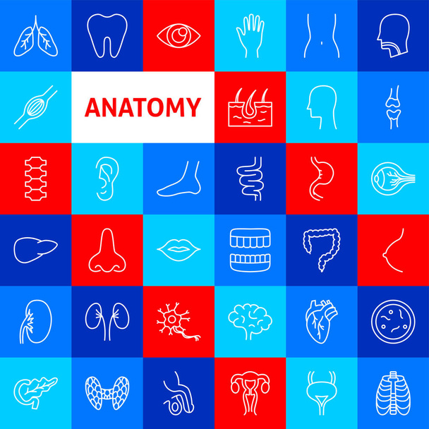 Anatómiai vonal ikonok. Vektor vékony vázlatos emberi test szerv szimbólumok. - Vektor, kép