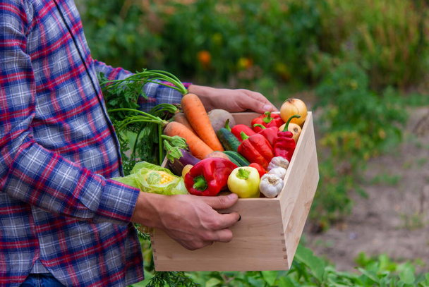 Çiftçi taze toplanmış sebzelerle dolu bir kutu tutuyor. Doğa. seçici odak - Fotoğraf, Görsel