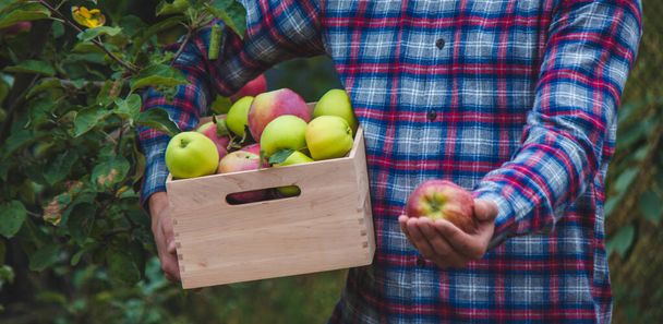 農家の手は、農場で新鮮な熟した有機リンゴと箱を保持する。選択的焦点 - 写真・画像