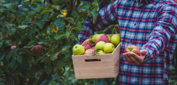Αγρότης χέρια κρατώντας κουτί με φρέσκα ώριμα βιολογικά μήλα στο αγρόκτημα. Επιλεκτική εστίαση - Φωτογραφία, εικόνα