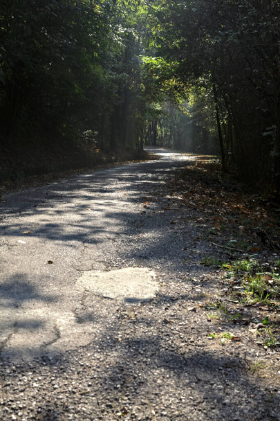 Road in a forest with a tree canopy above it and sunbeams passing through the trees - Photo, image
