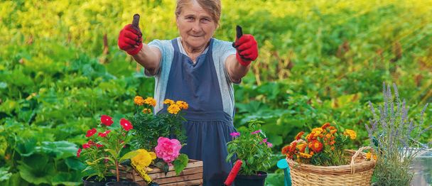 Senior woman is planting flowers in the garden. Selective focus. People. - 写真・画像