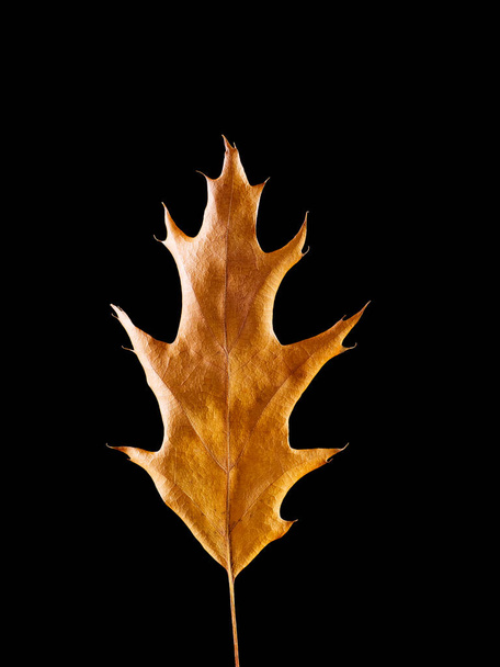 Podzim žluté sušené dub list detailní izolované na černém pozadí - Fotografie, Obrázek