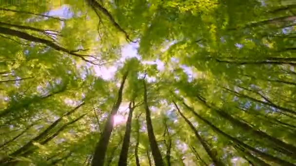 Nízký úhel pohledu: rotující záběr bujné zelené listnaté koruny stromů z nízkého úhlu. Zelená svěžest listnatého lesa na jaře. Pohled vzhůru k vrcholkům stromů se slunečními paprsky prozařujícími. - Záběry, video
