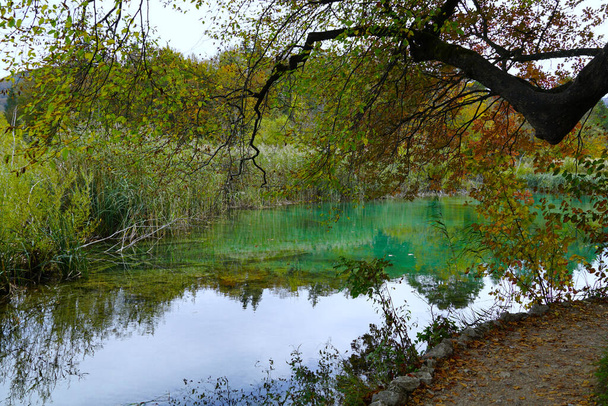 Ruskea kuivan puun oksa metsäjärven yläpuolella turkoosia vettä - Valokuva, kuva