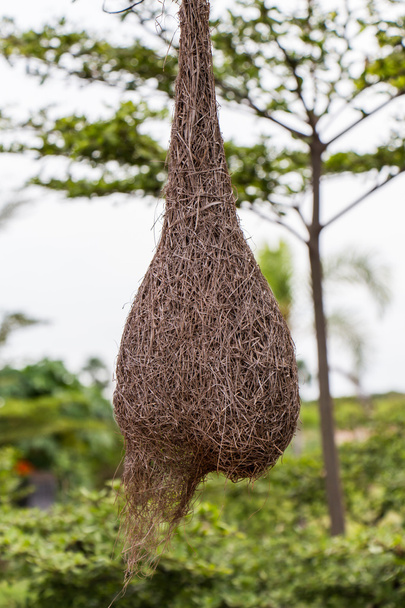 Птичье гнездо на ветке дерева
 - Фото, изображение