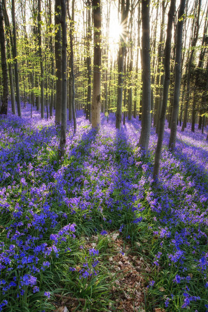 Belle matinée dans la forêt de Bluebell printemps avec rayons de soleil throu
 - Photo, image