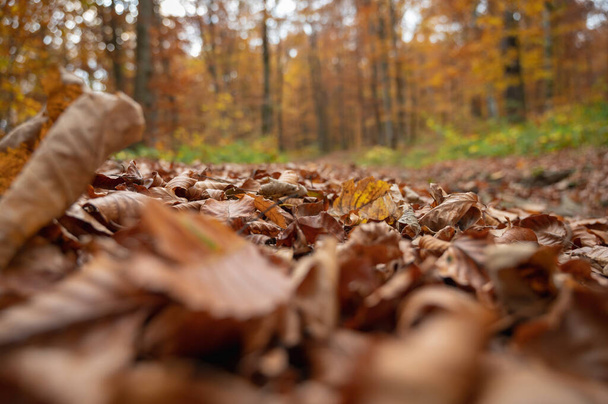 autumn yellow-golden forest, mountains and nature. Selective focus. Rest, a walk in the forest - Φωτογραφία, εικόνα