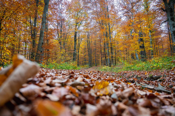 Осенний желто-золотистый лес, горы и природа. Выборочный фокус. Отдых, прогулка по лесу - Фото, изображение