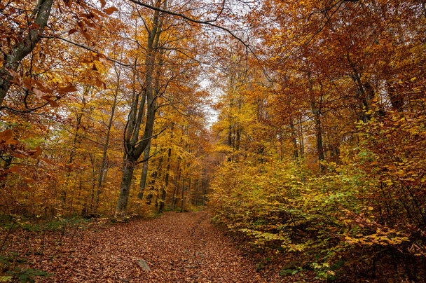 Sonbahar sarı-altın ormanı, dağlar ve doğa. Seçici odaklanma. Dinlen, ormanda bir yürüyüş. - Fotoğraf, Görsel