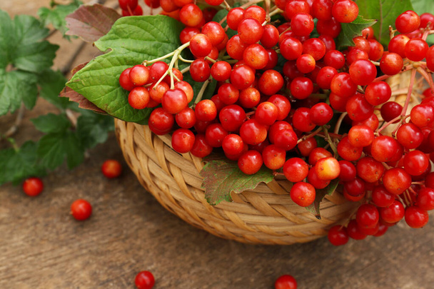 Basket of ripe viburnum berries on wooden table, closeup - 写真・画像