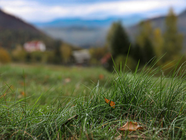 Piękna zielona trawa z rosą na świeżym powietrzu - Zdjęcie, obraz