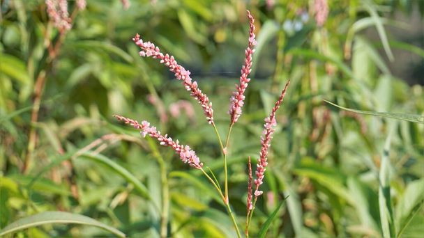 Closeup of pink flowers of Persicaria hydropiper, Polygonum hydropiper also known as water pepper, marshpepper knotweed, arse smart or tade. Plant from family Polygonaceae. - 写真・画像