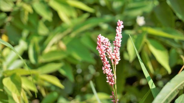 Closeup of pink flowers of Persicaria hydropiper, Polygonum hydropiper also known as water pepper, marshpepper knotweed, arse smart or tade. Plant from family Polygonaceae. - Foto, Imagem