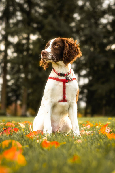 Podzimní portrét anglického psa Springer Spaniel - Fotografie, Obrázek