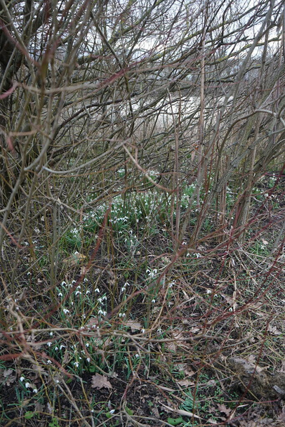 Galanthus nivalis metsässä helmikuussa. Galanthus nivalis, lumikello tai yhteinen lumikello, on tunnetuin ja laajin sen suvun, Galanthus. Berliini, Saksa  - Valokuva, kuva