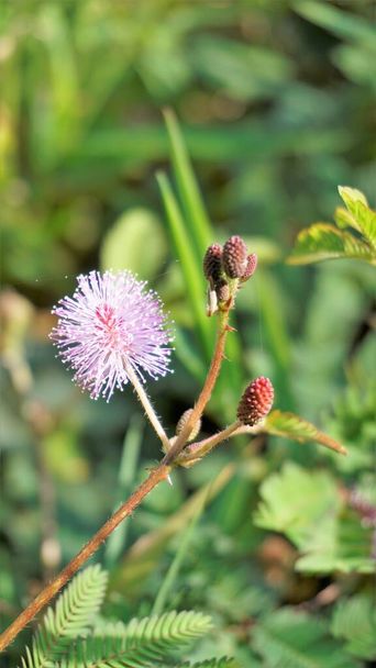 Closeup of flower of Mimosa pudica. The sensitive plant, sleepy plant with green foldable leaves background. Popularly known as touch me not tree. - Photo, Image