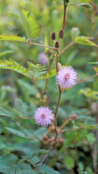 Closeup of flower of Mimosa pudica. The sensitive plant, sleepy plant with green foldable leaves background. Popularly known as touch me not tree. - Photo, Image