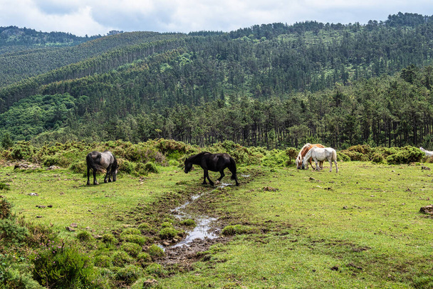Wild horses along the road to San Andres de Teixido, A Coruna Province, Galicia, Spain. Ruta de la Miradores - Фото, изображение