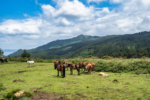 Wildpferde auf dem Weg nach San Andres de Teixido, Provinz A Coruna, Galicien, Spanien. Ruta de la Miradores - Foto, Bild