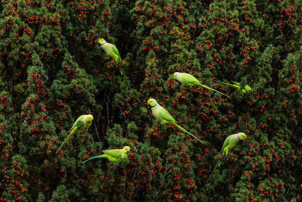  Un troupeau de perroquets verts assis sur un if et mangeant des baies - Photo, image