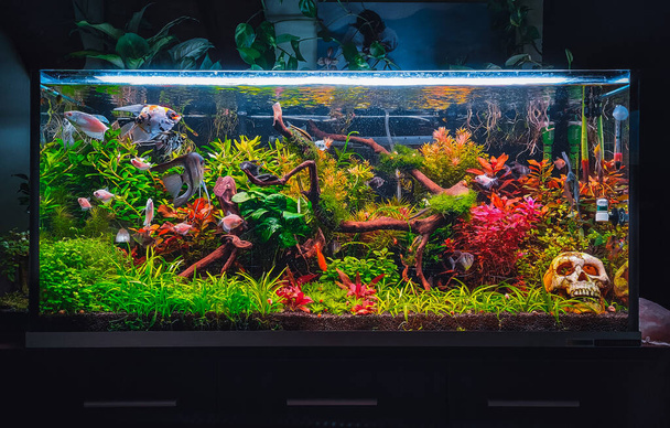 a beautifull view on my aquarium - Photo, image